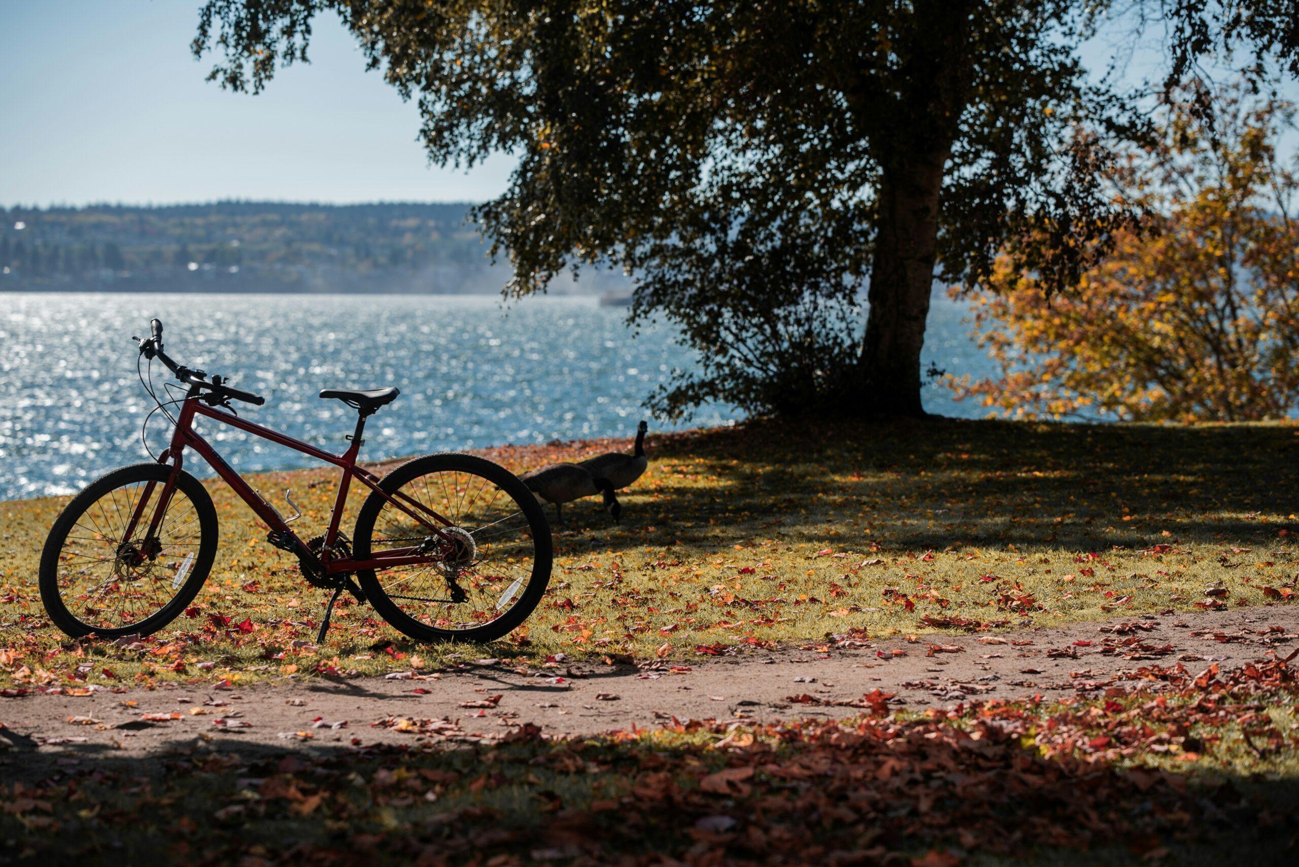 depart piste cyclable doussard location biclou